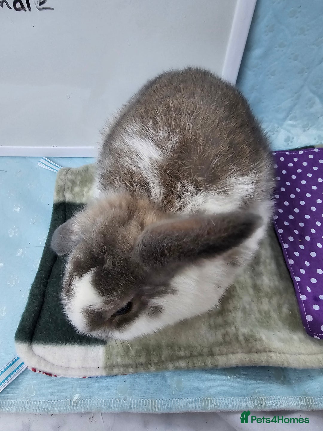 Mini Lop rabbits for sale: ✨️Mini Lop Litter✨️ - Advert 7