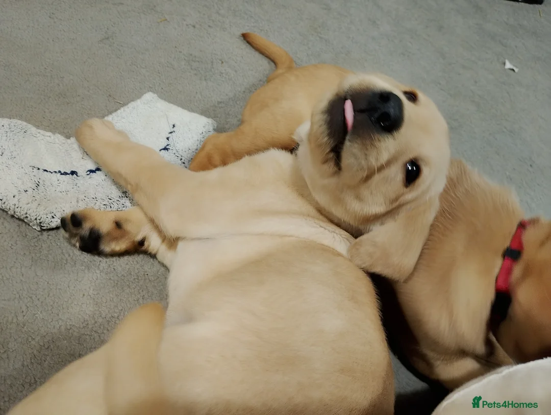 Labrador Retriever dogs for sale: Labrador puppies for sale  - Advert 3