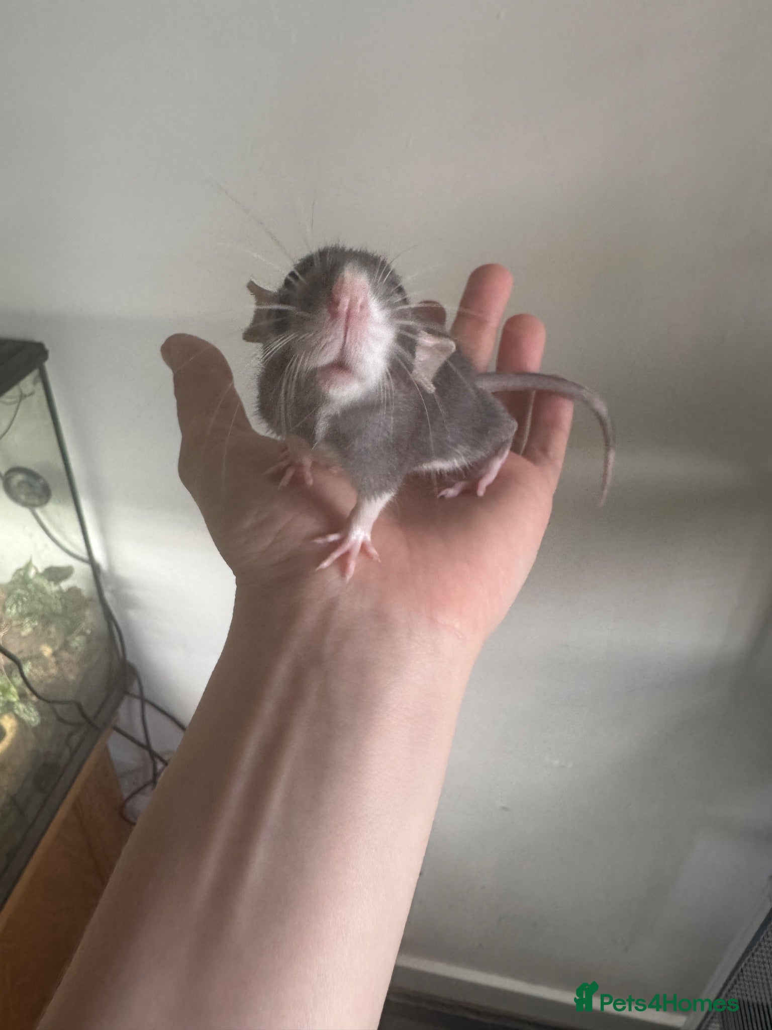 Rat rodents Last baby male dwarf rat - Advert 9