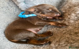 Dobermann dogs for sale: KC REGISTERED DOBERMAN PUPS - Image 19