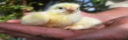 Chickens poultry for sale: Hubbard chicks , table birds - Advert 1