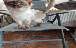 Balinese cats for sale: Stunning chocolate point balinese seeks retirement - Image 4