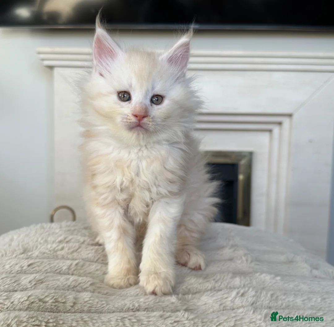Maine Coon cats for sale: Maine coon kittens  - Advert 1