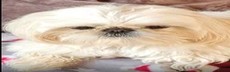 Shih Tzu dogs for sale: KC Reg Imperial Shihtzu Pups 3 boys 2Girls - Advert 3
