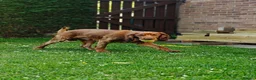 Cocker Spaniel dogs for sale: 8 month old Cocker Spaniel in Ellesmere Port - Advert 3
