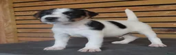 Parson Russell dogs for sale: Quality Parsons Russell Terrier Puppies - Advert 13
