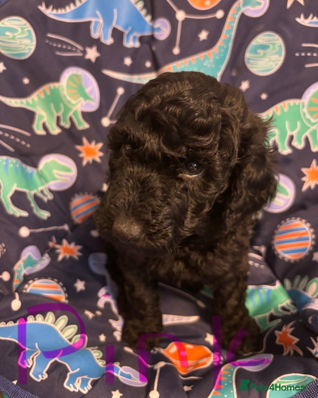 Miniature Poodle dogs for sale: 1m/1f Miniature poodles ready now  - Advert 3