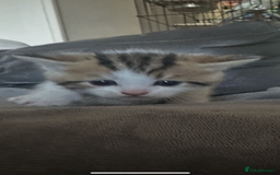 British Shorthair cats for sale: Kittens  - Image 6