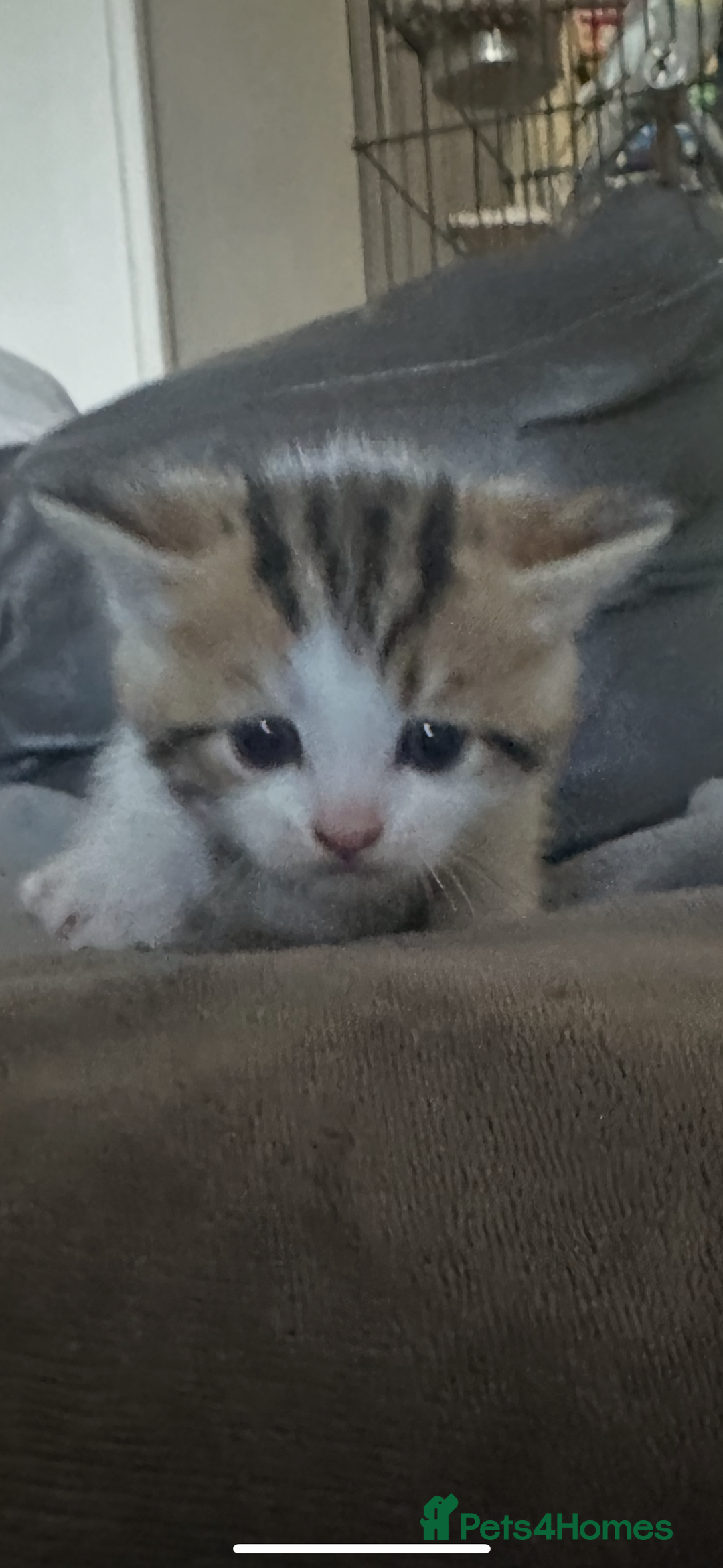 British Shorthair cats for sale: Kittens  - Image 6