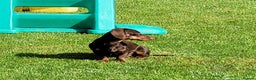 Mixed Breed dogs for sale: Rehome 2 year old male Dachshund  - Advert 3