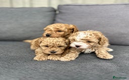 Cavapoochon dogs for sale: 5* Gorgeous F1b Cavapoochons - Image 19