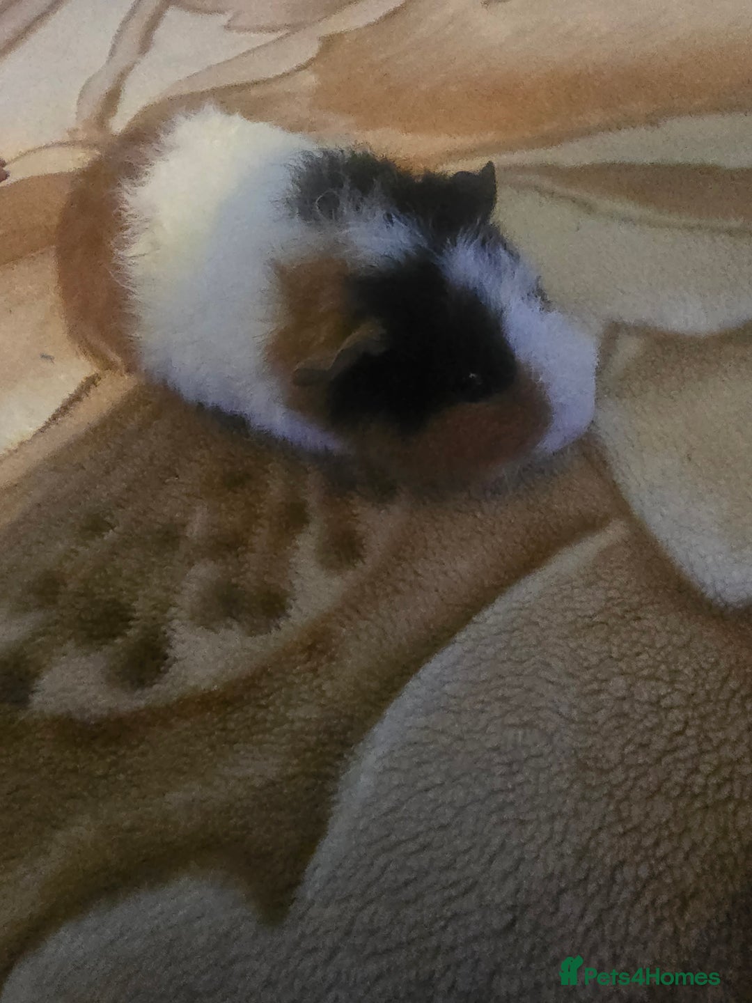 Guinea Pig rodents for sale: Guinea pig baby - Advert 5