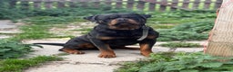 Rottweiler dogs for stud: Stunning KC registered fully health tested male   in Burnley - Advert 20