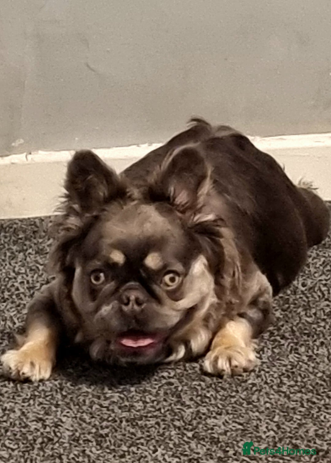 French Bulldog dogs for sale: Fluffy pink  - Image 5