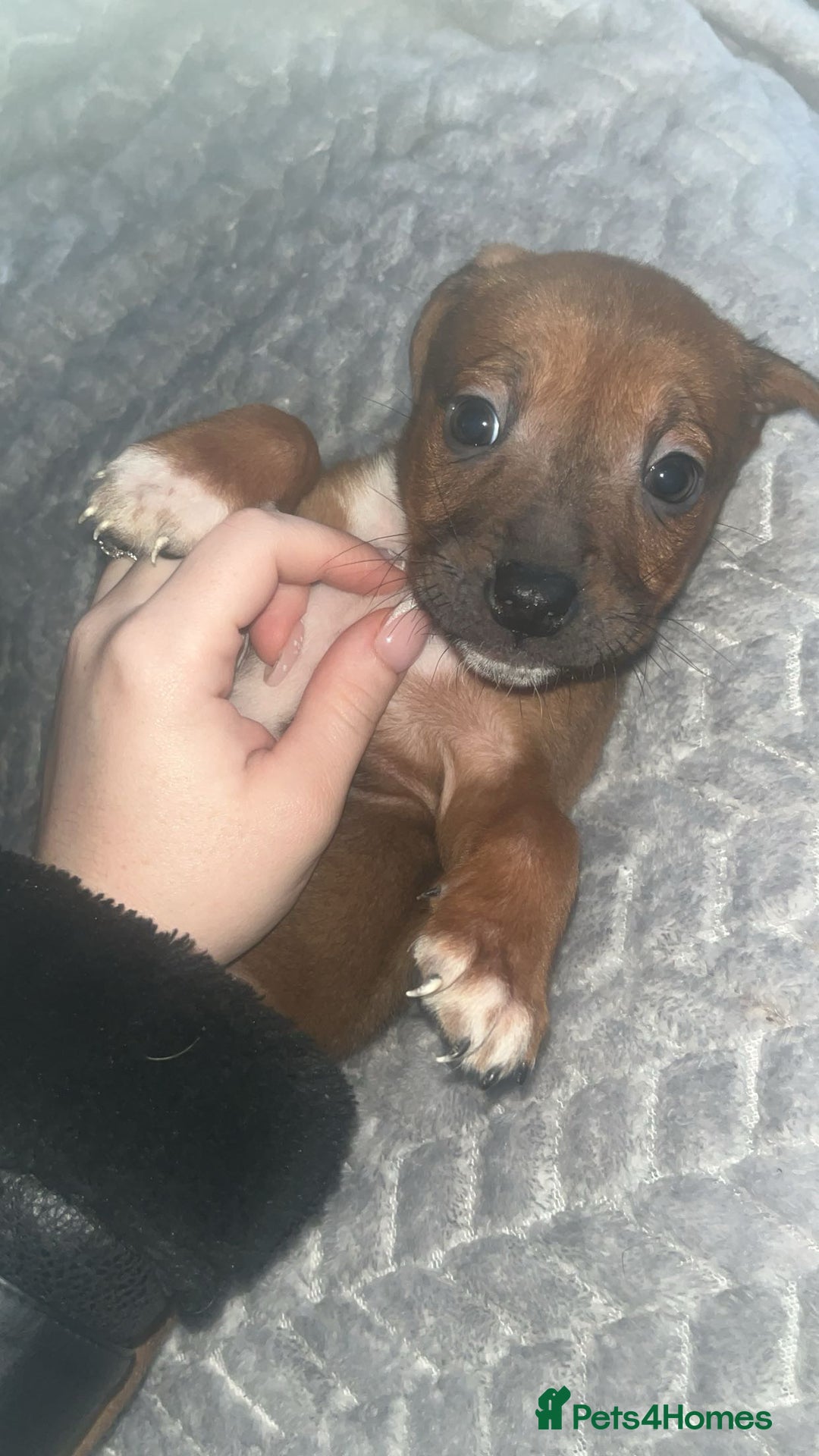 Mixed Breed dogs for sale: Staffy mix puppies for sale  - Advert 4
