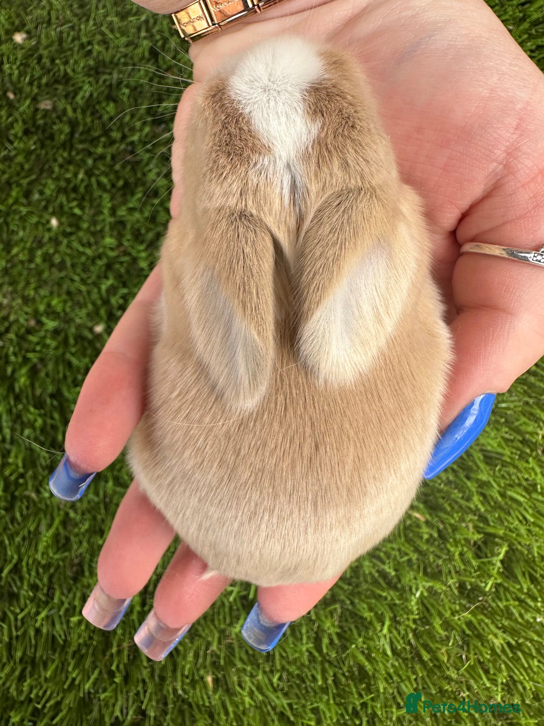 Mini Lop rabbits for sale: Stunning mini lops - Image 27