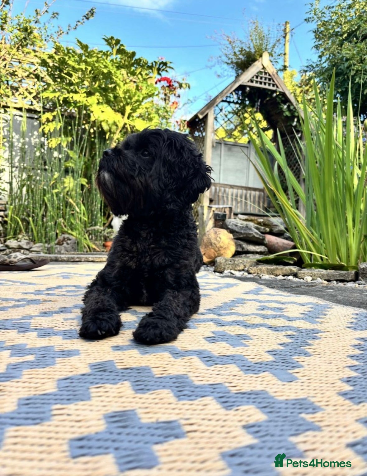 Cavapoo dogs Cavapoo  - Advert 1