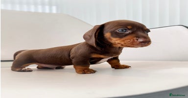 Miniature Dachshund dogs - Advert 9