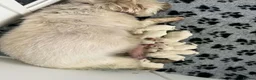 West Highland Terrier dogs for sale: Beautiful otter of 9 Westie puppies  - Advert 17