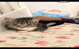 American Shorthair cats for sale: Looking to rehome our Kitten - Image 1