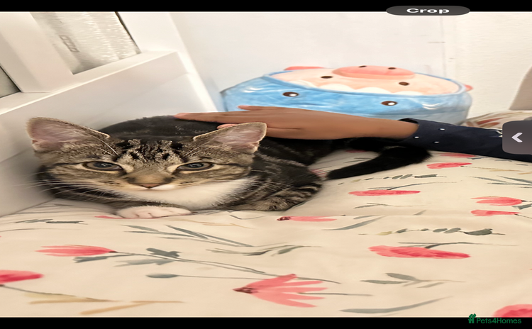American Shorthair cats - Advert 9