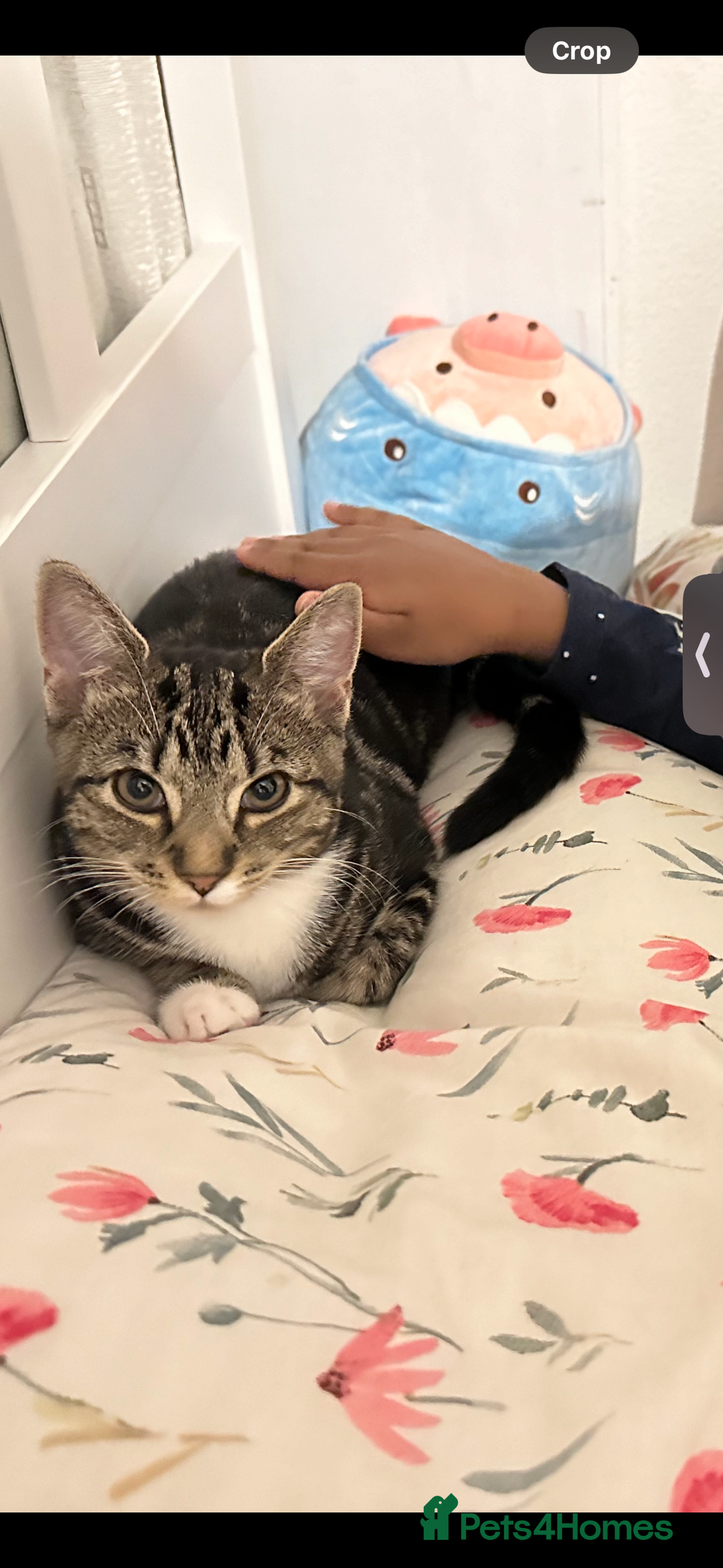 American Shorthair cats for sale: Looking to rehome our Kitten - Image 1