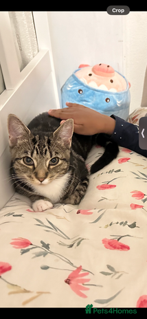 American Shorthair cats - Advert 1
