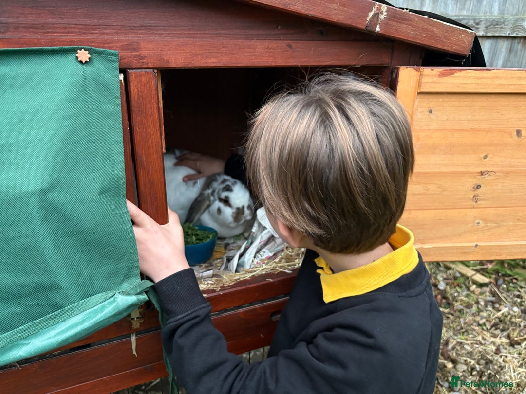 Mini Lop rabbits for sale: 2 x bonded mini male lops - Image 8