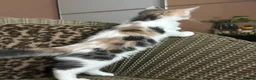 Mixed Breed cats for sale: Gorgeous Fluffy Kittens. Beautiful Little Souls🤍 - Advert 12