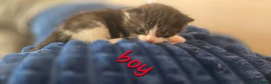 Mixed Breed Kitten 3