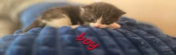 Mixed Breed cats for sale: Maincoon x British short hair  - Advert 36