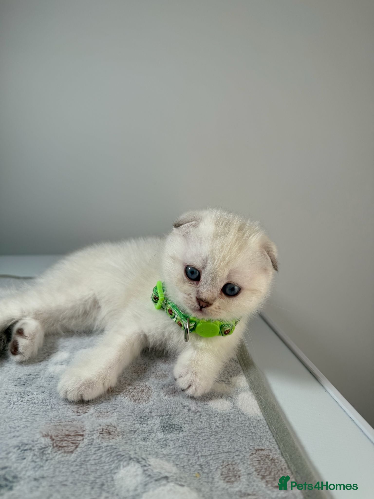 Scottish Fold cats ⭐️ 5 Beautiful Scottish Folds! ⭐️ - Advert 1