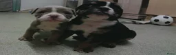 English Bulldog dogs for sale: New English bulldog puppies in Milton Keynes - Advert 7