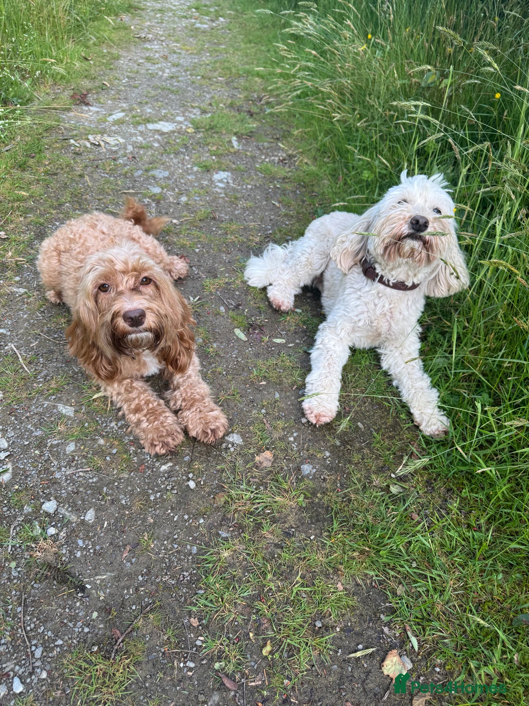 Cockapoo dogs for sale: Cockerpoo  in Carmarthen - Image 18