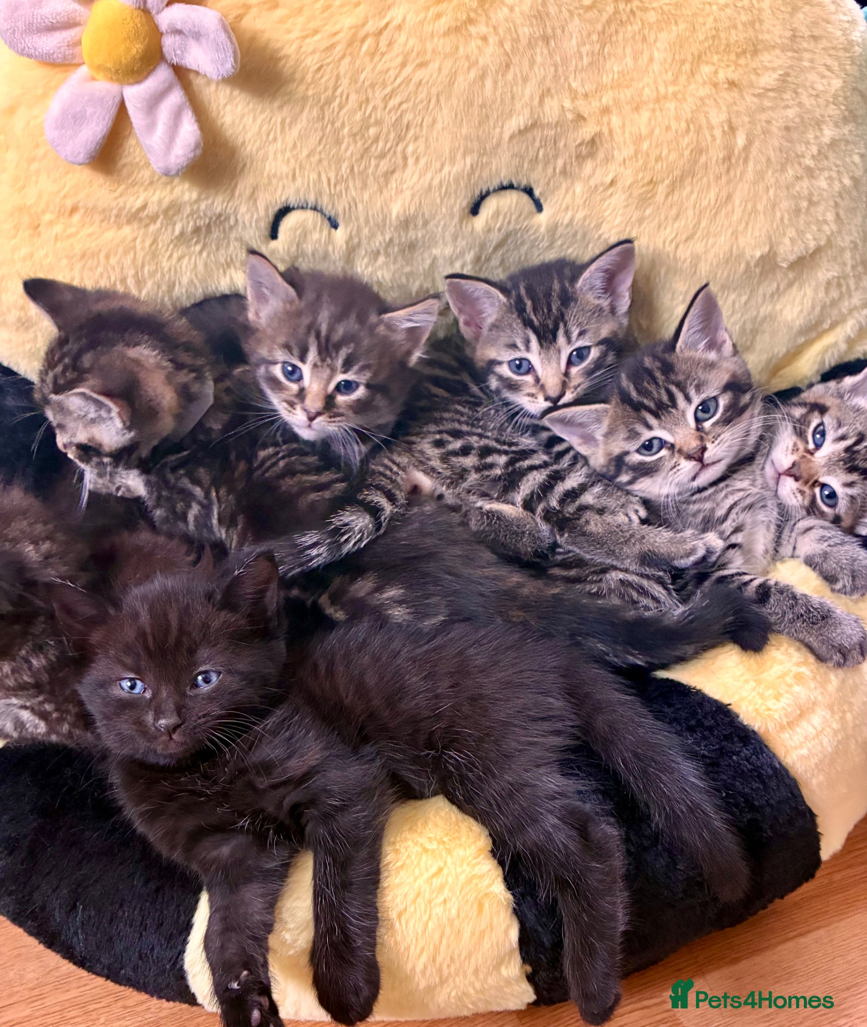 Mixed Breed cats Adorable kittens for sale  - Advert 9