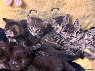 Mixed Breed cats Adorable kittens for sale - Advert 9