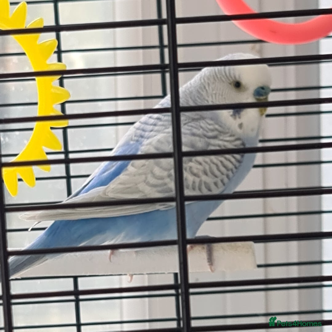 Budgerigars birds for sale: Pair of budgies with cage - Image 6
