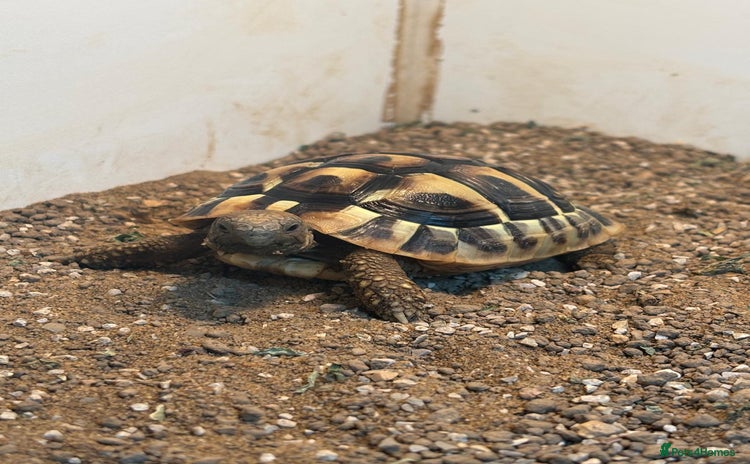 Tortoise reptiles - Advert 1