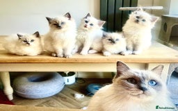 Ragdoll cats for sale: 💗💙5 x fluffy ragdoll kittens ready now💙 💗 - Advert 2