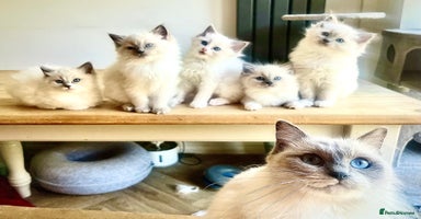 Ragdoll cats 💗💙5 x fluffy ragdoll kittens ready now💙 💗 - Advert 6