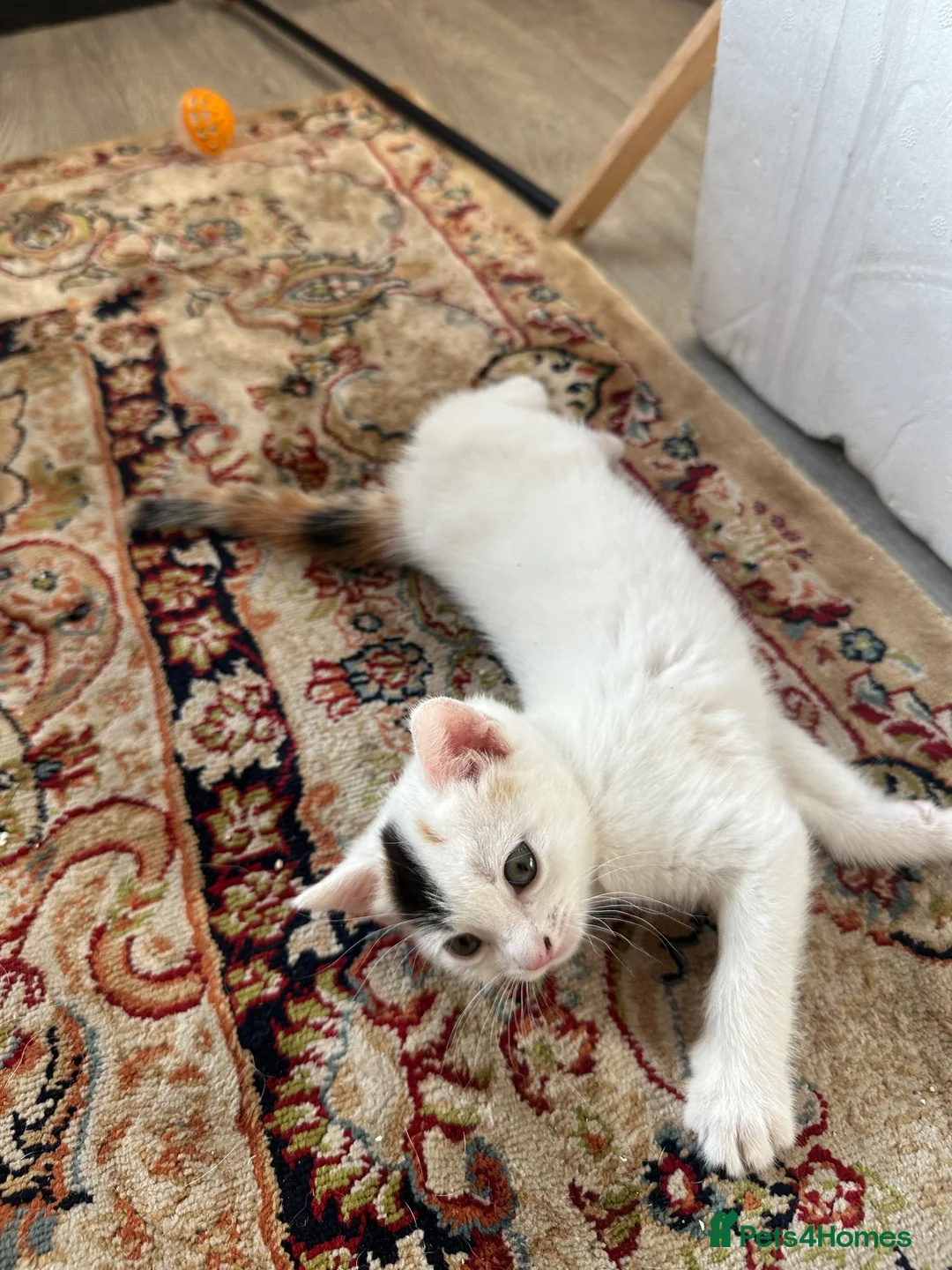 Turkish Angora cats for sale: Kittens for sale - Advert 1