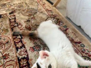 Turkish Angora cats Kittens for sale - Advert 2
