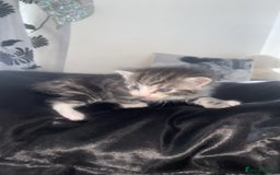 Mixed Breed cats for sale: 5 x Beautiful Bengal Mixed Kittens for Sale  - Image 6