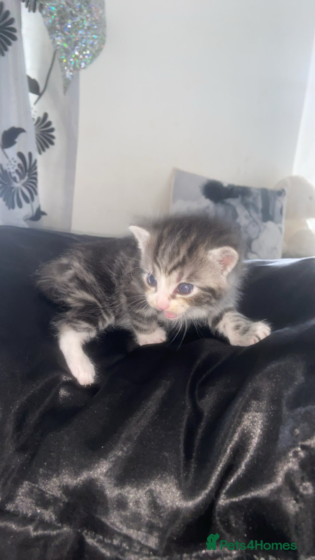 Mixed Breed cats for sale: 5 x Beautiful Bengal Mixed Kittens for Sale  - Image 6