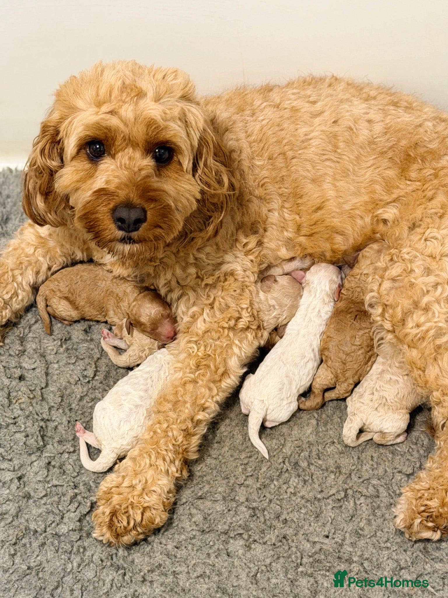 Cavapoo dogs Cavapoo puppies - Advert 7