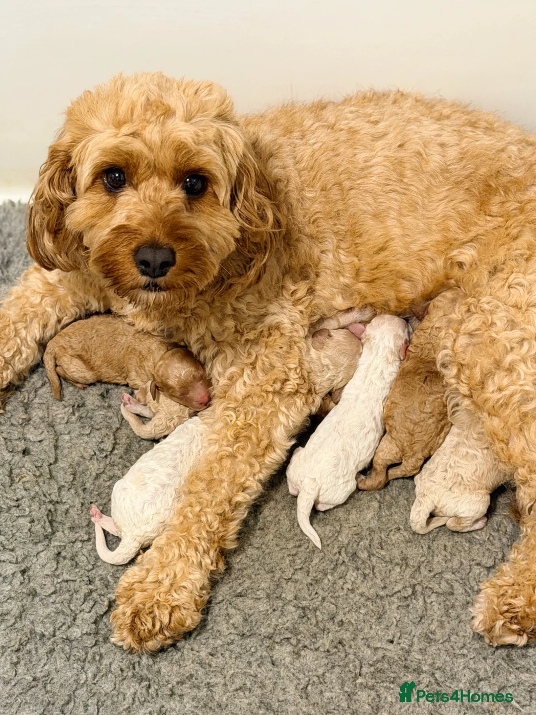 Cavapoo dogs for sale: Cavapoo puppies - Advert 1
