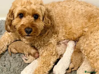 Cavapoo dogs Cavapoo puppies - Advert 15