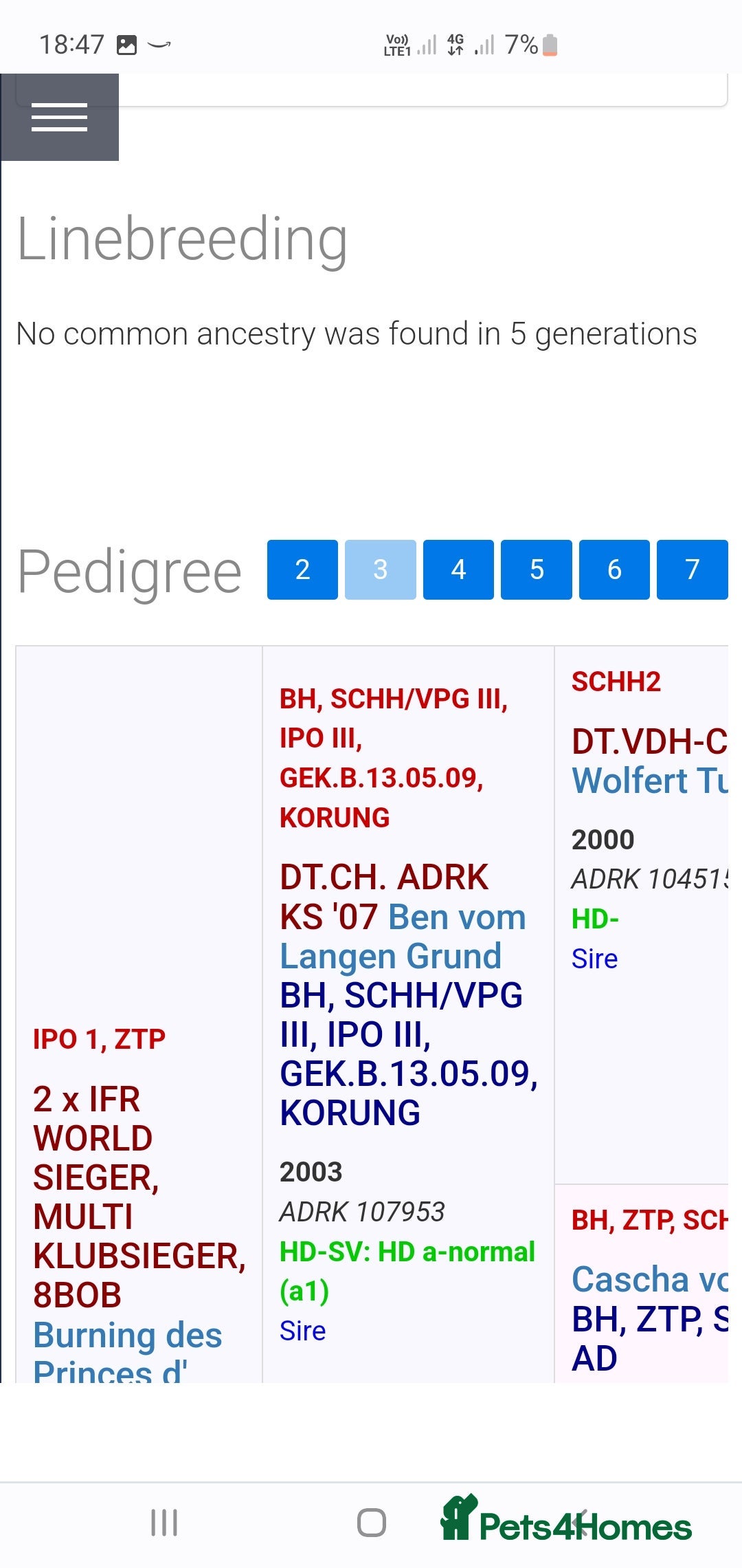 Rottweiler dogs for sale: KC rottweiler male  - Advert 6