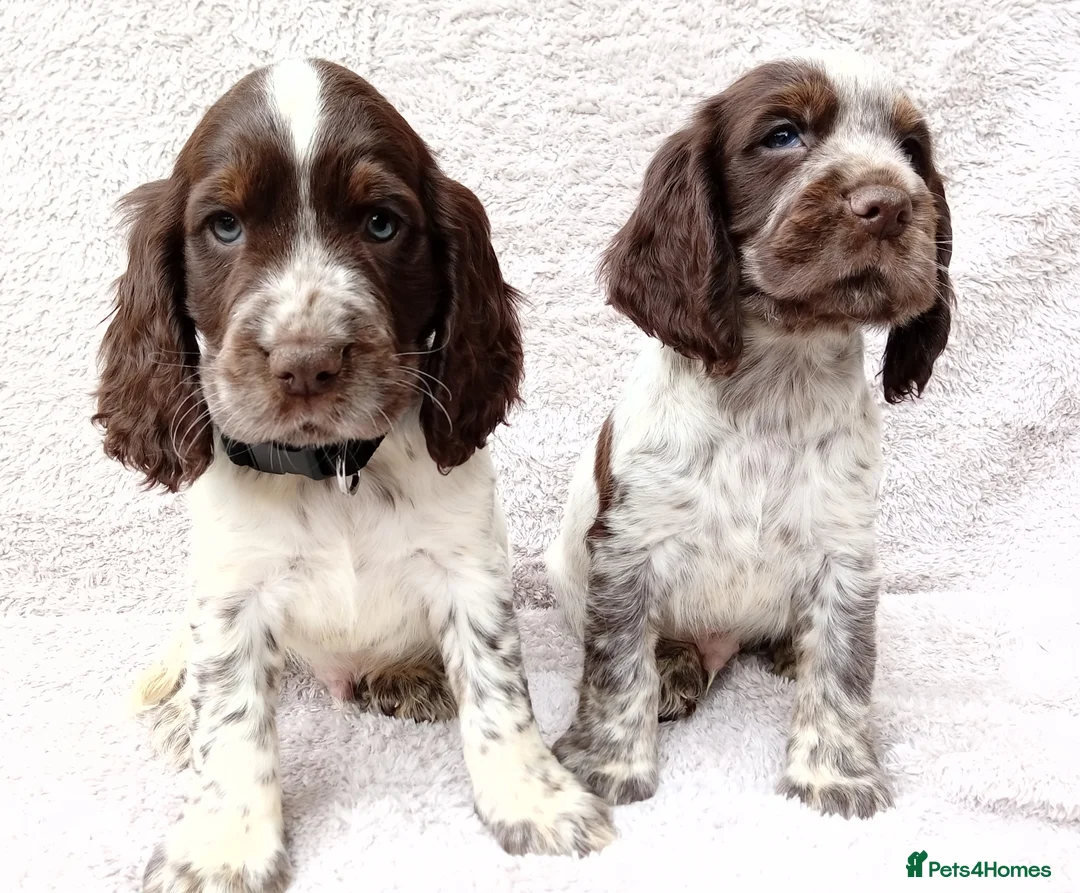 Cocker Spaniel dogs for sale: Cocker spaniel puppies. - Advert 10