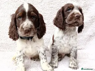 Cocker Spaniel dogs Cocker spaniel puppies. - Advert 10